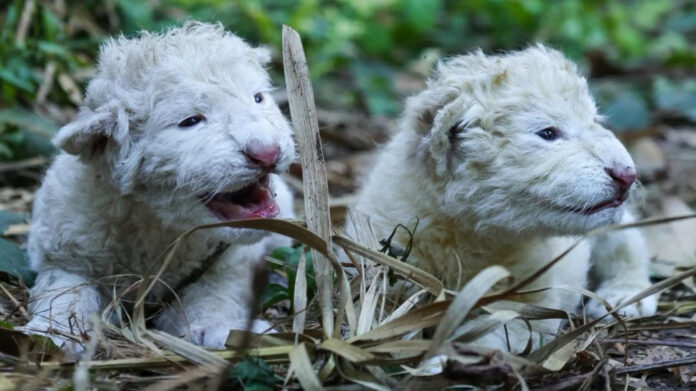 Nacen dos leones blancos en el Zoológico Las Delicias de Maracay Nacen dos leones blancos en el Zoológico Las Delicias de Maracay