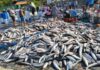 Brasil: Autoridades suspenden pesca de tainha en modalidad de arrastre Brasil: Autoridades suspenden pesca de tainha