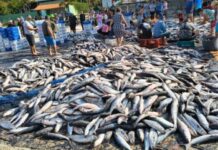 Brasil: Autoridades suspenden pesca de tainha en modalidad de arrastre Brasil: Autoridades suspenden pesca de tainha