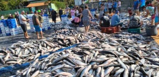 Brasil: Autoridades suspenden pesca de tainha