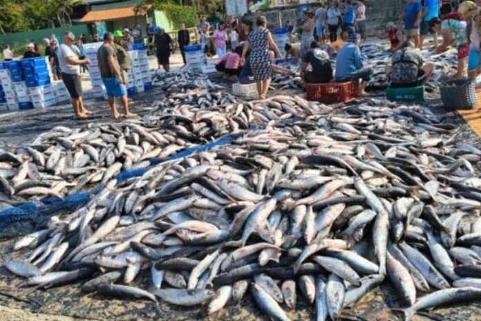 Brasil: Autoridades suspenden pesca de tainha Brasil: Autoridades suspenden pesca de tainha