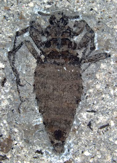 pulga prehistórica