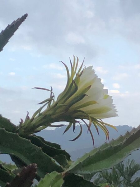 rosa de cactus-día