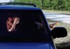 ¡Atrévete a tener sexo en el carro! sexo en el carro