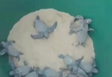 “Operación eclosión” de tortuguillos cardones en Patanemo | Marhisela Ron León tortuguillos cardones-tortuga Cardón