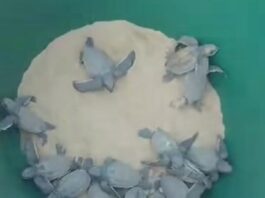 tortuguillos cardones-tortuga Cardón