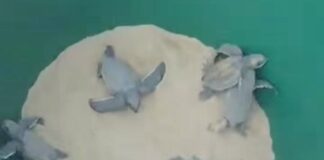 tortuguillos cardones-tortuga Cardón