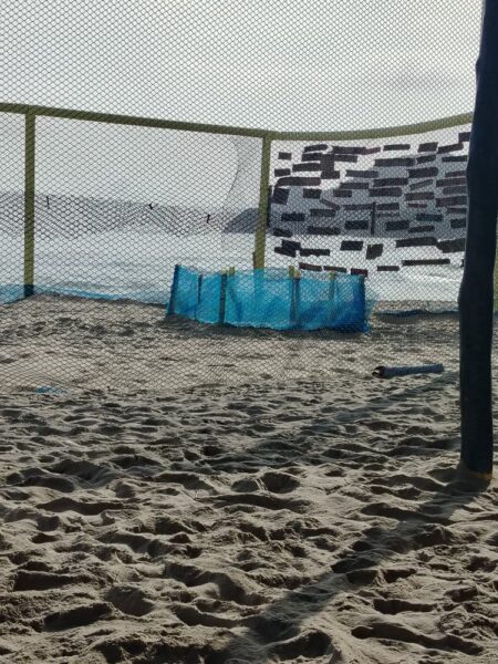 tortugas-crías-Patanemo 2