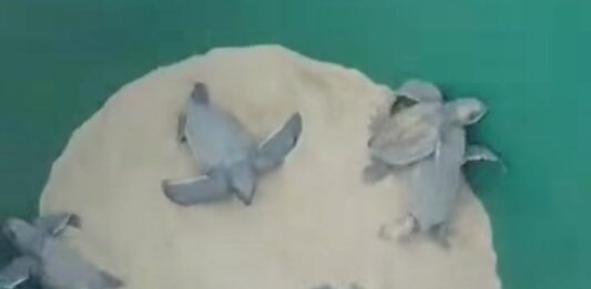 tortuguillos cardones-tortuga Cardón