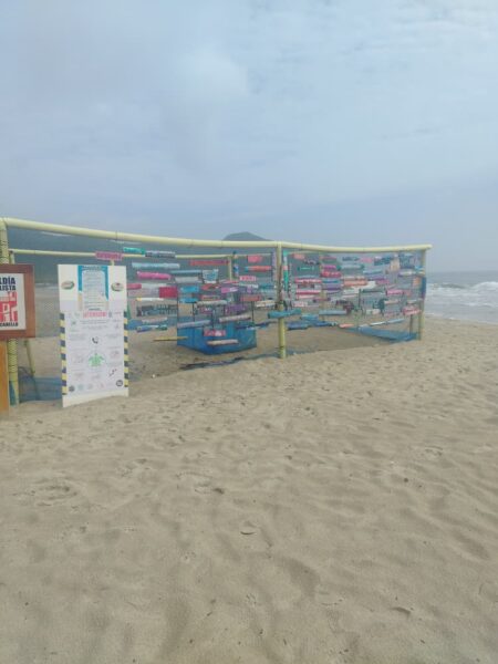 tortugas-crías-Patanemo 3