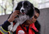 Guía práctica: manejo de mascotas durante y después de un evento sísmico