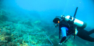 Siete métodos para erradicar propagación del coral invasor en costas venezolanas