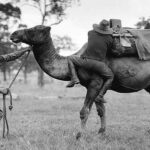 Cuerpo de Camellos de los EEUU 2