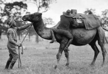 Cuerpo de Camellos del ejército de los EEUU | Armando José Sequera Cuerpo de Camellos de los EEUU 2