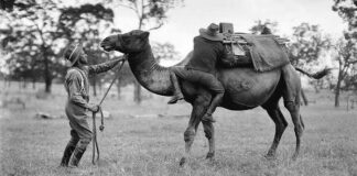 Cuerpo de Camellos de los EEUU 2