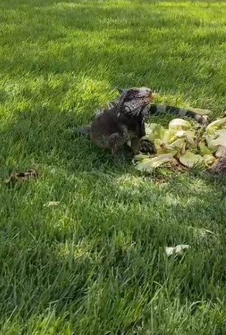 Iguana comiendo lechugas