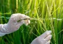 Científicos chinos desarrollan «arroz híbrido clonal» para fortalecer seguridad alimentaria Un arroz híbrido clonal