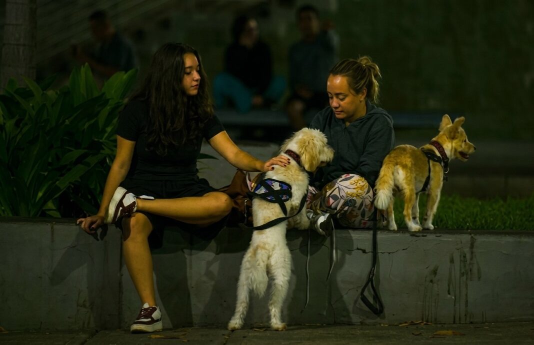 Reencuentro entre mascotas y sus dueños Reencuentro entre mascotas y sus dueños