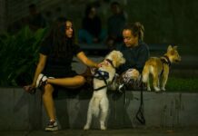 Reencuentro entre mascotas y sus dueños