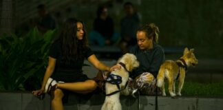 Reencuentro entre mascotas y sus dueños