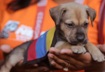 Carabobo y Bolívar se activan por mascotas rescatadas en La Guaira Misión nevado-Mascotas-doblete s´smico-La Guaira-700 kilos de alimentos