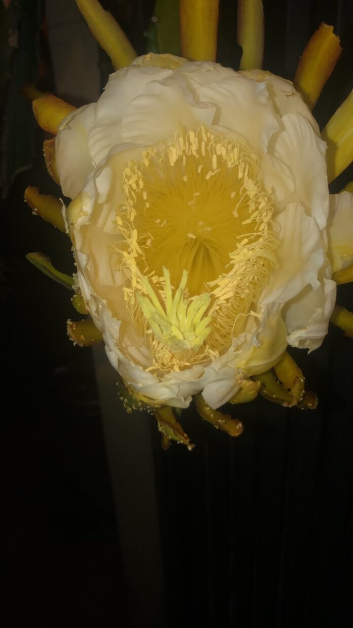 flor de lna-cactus flor de luna-terremotos