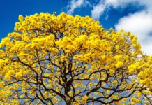 Ciudad Botánica | Araguaney: conoce algunas curiosidades del emblemático árbol nacional