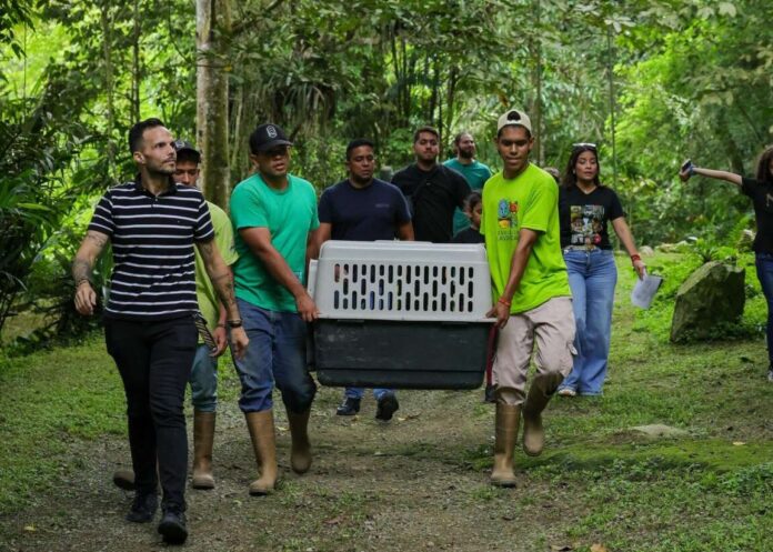 Liberan fauna en el Parque Nacional Henri Pittier Liberan fauna en el Parque Nacional Henri Pittier