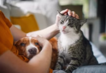 Impulsan nueva ley para proteger y garantizar la vida de las mascotas Impulsan nueva ley para proteger y garantizar la vida de las mascotas