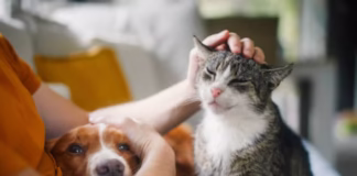 Impulsan nueva ley para proteger y garantizar la vida de las mascotas Impulsan nueva ley para proteger y garantizar la vida de las mascotas