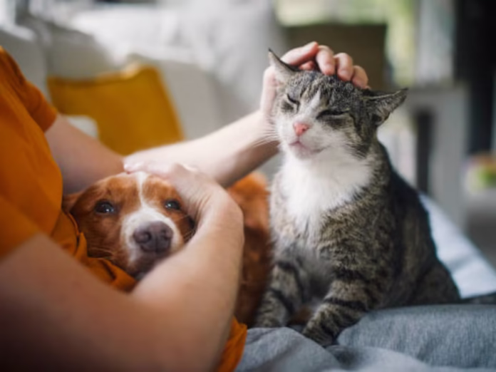 Impulsan nueva ley para proteger y garantizar la vida de las mascotas