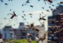 Los mosquitos antes de picar