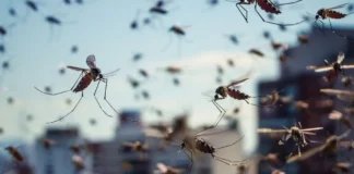 Los mosquitos antes de picar