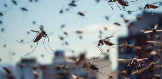 Los mosquitos antes de picar