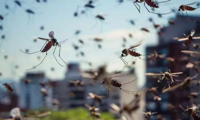 Experto reveló qué detectan realmente los mosquitos antes de picar Los mosquitos antes de picar