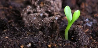 Países del Sur Global podrían cubrir hasta el 50 % de su demanda de fertilizantes paises-sur-global