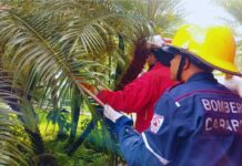 Día Nacional del Bombero: conoce las múltiples facetas de los héroes de azul Día Nacional del Bombero