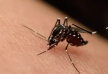 Europa llama a reforzar medidas sanitarias de enfermedades por mosquitos Reforzar medidas sanitarias