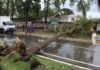 Lluvias y vientos huracanados derribaron árboles en San Felipe