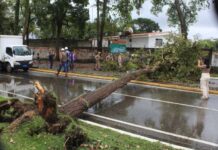 Lluvias y vientos huracanados derribaron árboles en San Felipe