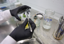 Científicos avanzan en la conservación del ají margariteño Cientificos avanzan en la conservación del ají margariteño