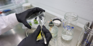 Cientificos avanzan en la conservación del ají margariteño