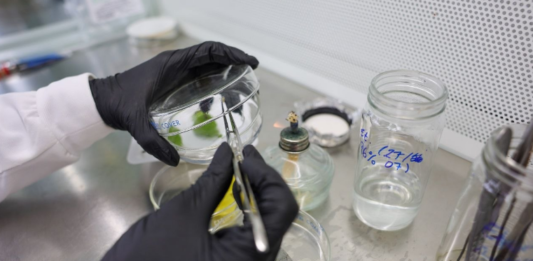 Cientificos avanzan en la conservación del ají margariteño