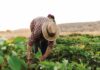 Científicos rusos descubren clave para proteger cosechas ante fenómenos climáticos Científicos rusos