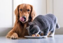 Así debe ser la alimentación de tu mascota