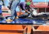 Estado Sucre recibe 550 toneladas de atún 550 toneladas de atún