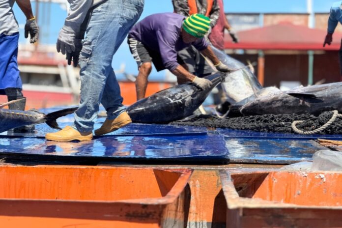 Sucre recibe 550 toneladas de atún 550 toneladas de atún