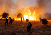 Histórico incendio forestal en Bélgica destruye 3 mil hectáreas