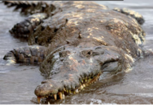 Panamá: Cocodrilos desafían entre calles y quebradas el avance de la ciudad Cocodrilos en Panamá