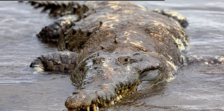 Cocodrilos en Panamá